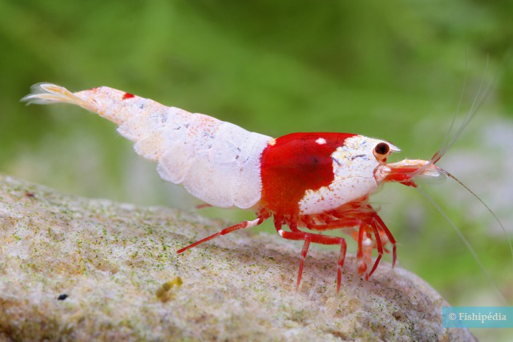 Caridina logemanni “Red Bee Mosura”