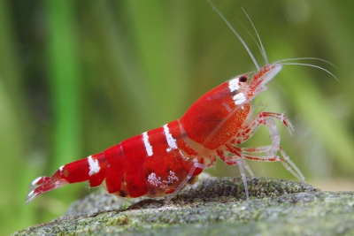 Caridina logemanni Atyidae