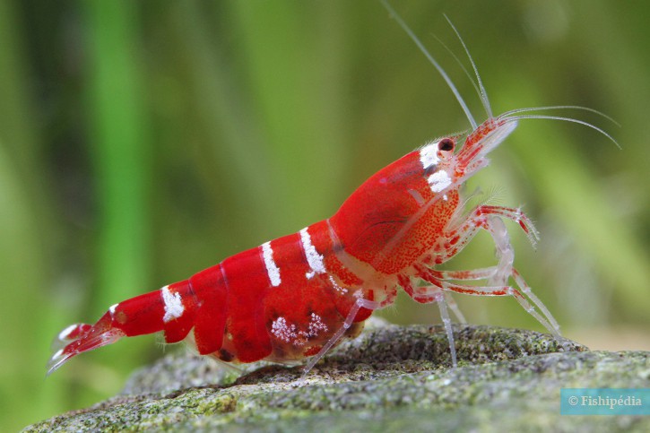 Caridina logemanni