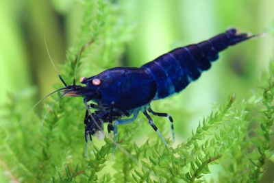Caridina mariae “Royal Tiger OE” Atyidae