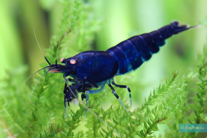 Caridina mariae “Royal Tiger OE”