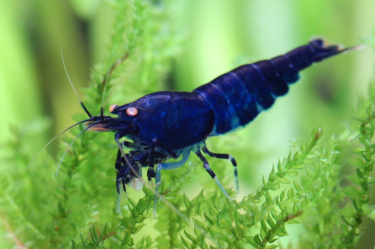 Caridina mariae “Royal Tiger OE”