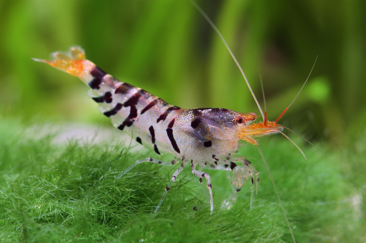 Caridina mariae “Super Tiger“