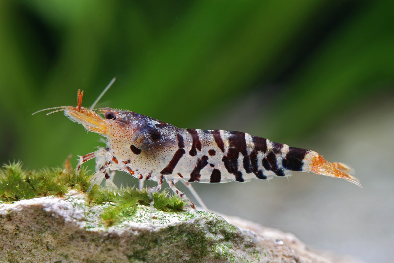 Caridina mariae “Tiger“