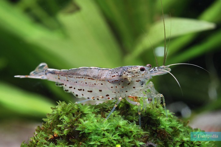 Caridina multidentata