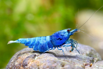 Caridina sp ”Shadow Blue Bolt” Atyidae