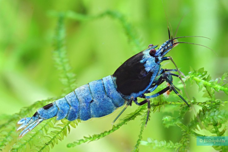 Caridina sp ”Blue Shadow”