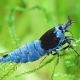 picture of Caridina sp ”Blue Shadow”