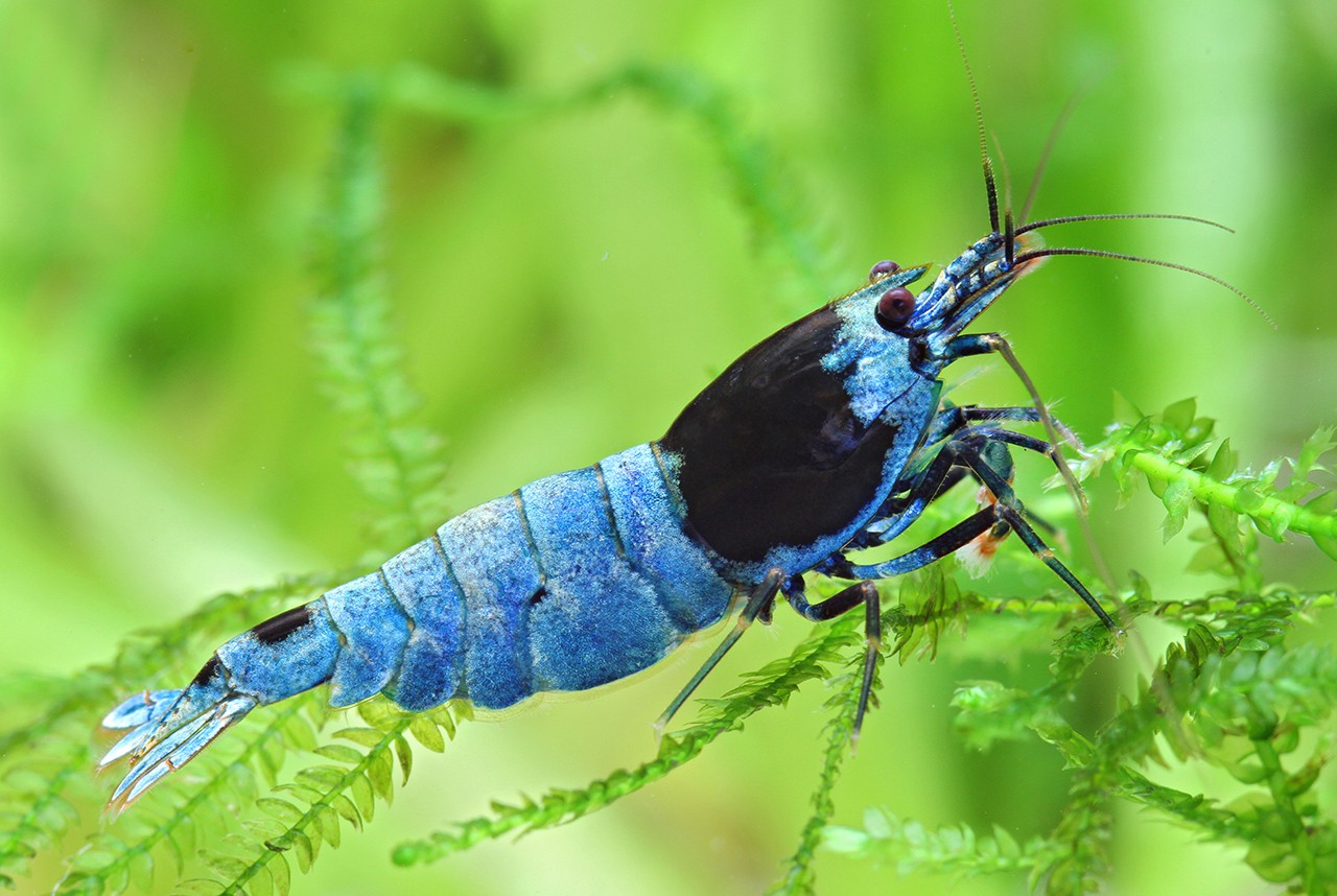 Caridina sp ”Blue Shadow”