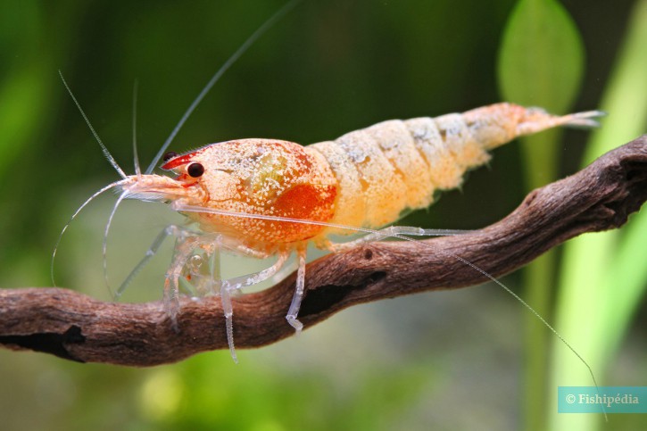 Caridina sp ”Shadow Red Bolt”