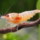 picture of Caridina sp ”Shadow Red Bolt”