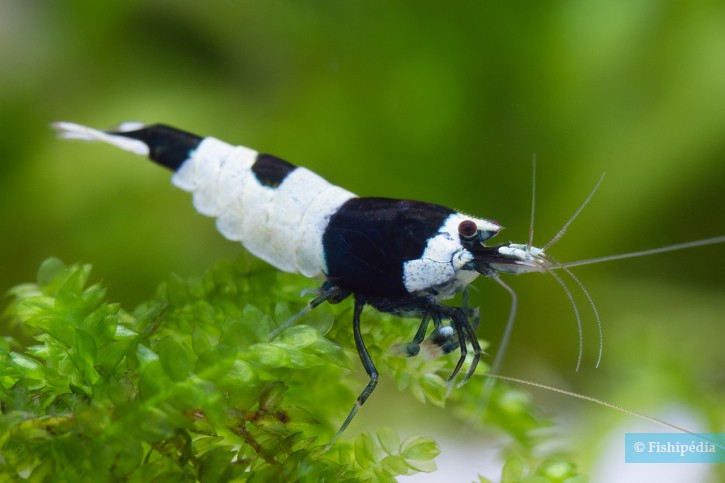 Caridina sp ”Black Shadow Hinomaru”