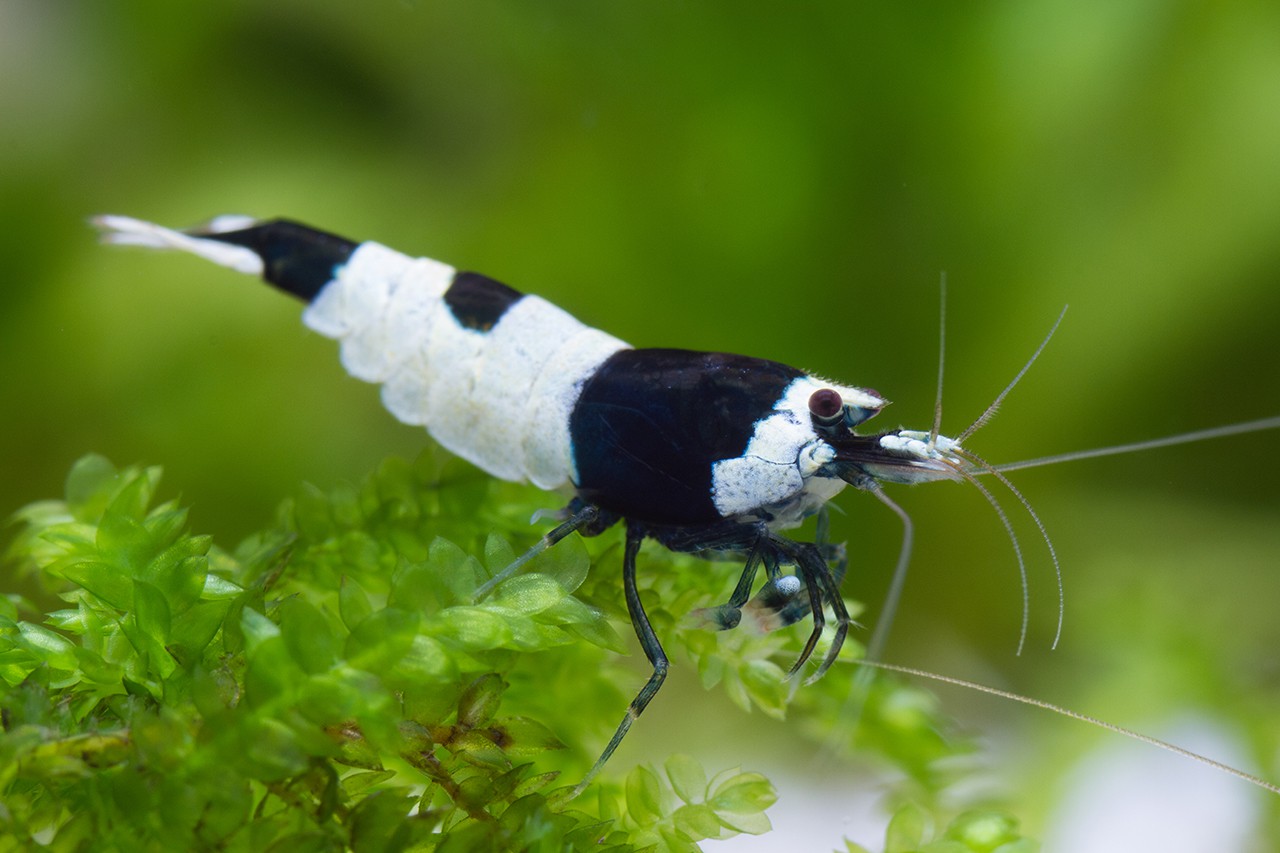 Caridina sp ”Black Shadow Hinomaru”
