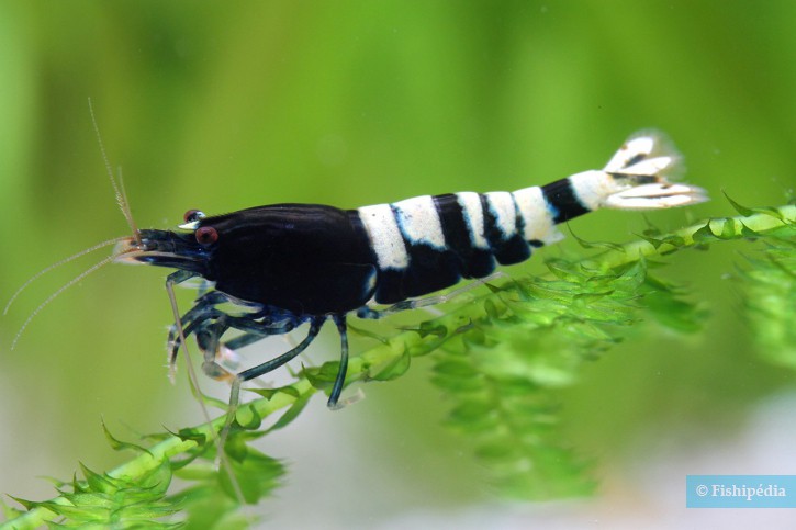 Caridina sp ”Black shadow Multistripe”