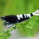 picture of Caridina sp ”Black shadow Multistripe”