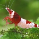picture of Caridina sp ”Red Shadow Hinomaru”
