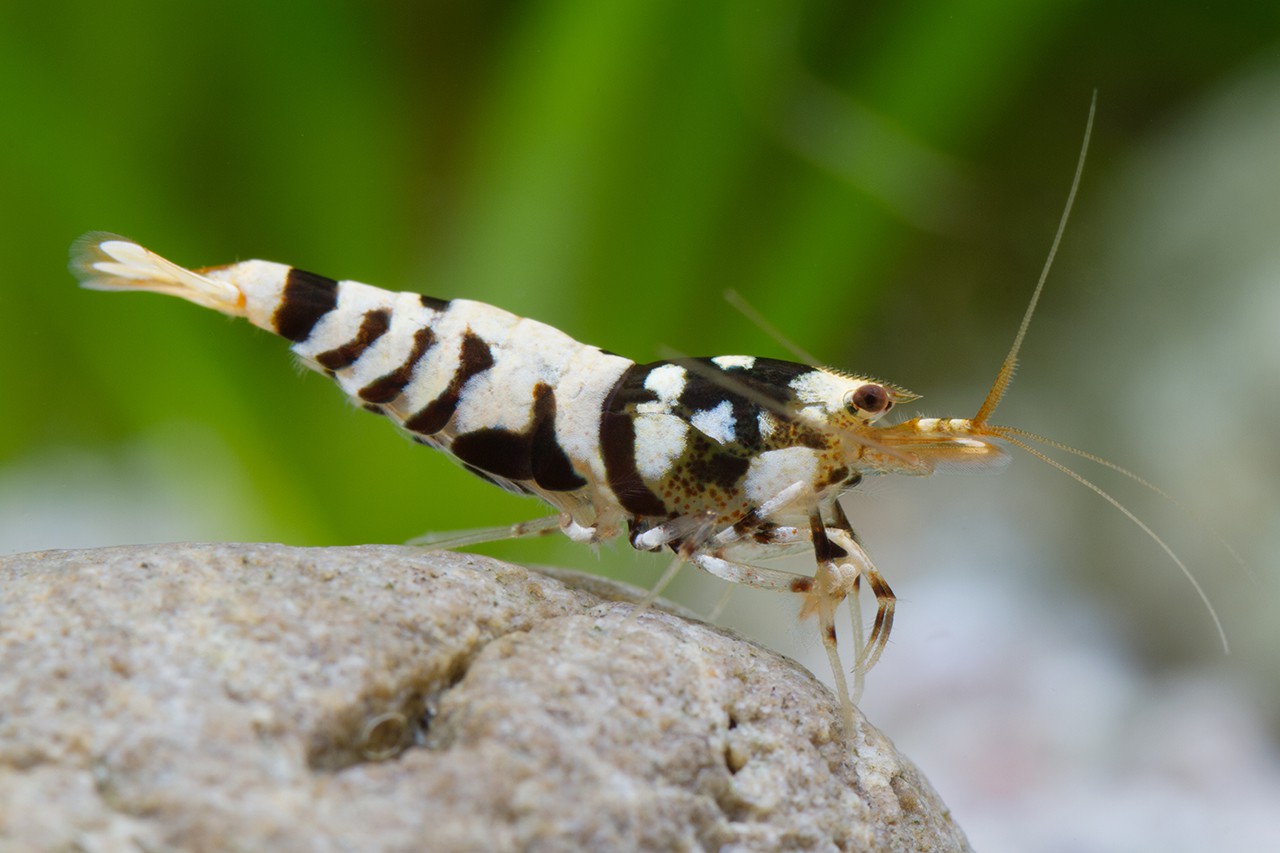Caridina sp ”Fancy Tiger”