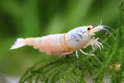 Caridina sp ”Snow White” Atyidae