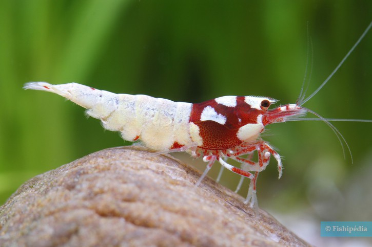 Caridina sp ”Shadow Spotted-Head”