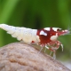 picture of Caridina sp ”Shadow Spotted-Head”