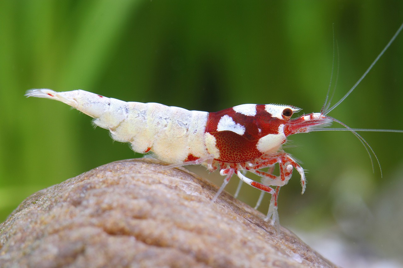 Caridina sp ”Shadow Spotted-Head”