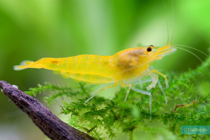 Caridina sp ”Shadow Yellow King Kong”