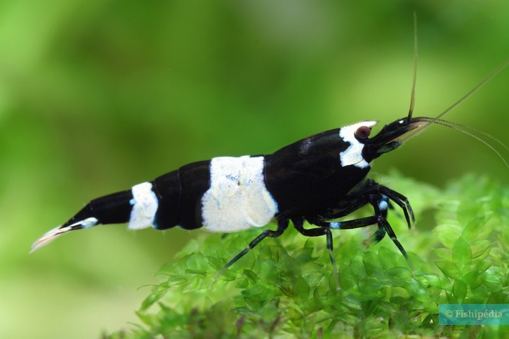 Caridina sp ”Black-Shadow-Double-Banded”