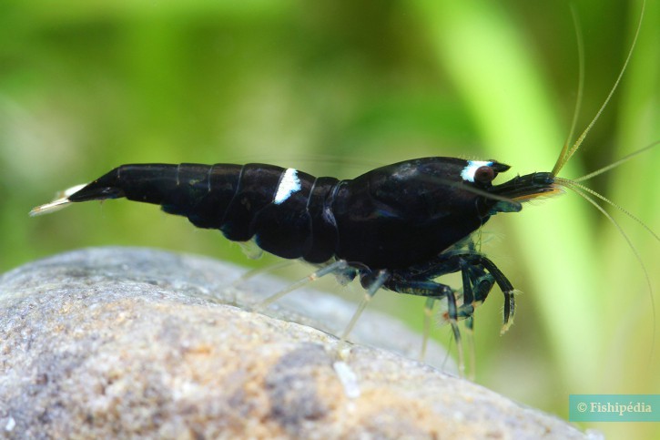 Caridina sp "Black Shadow Single Lined"