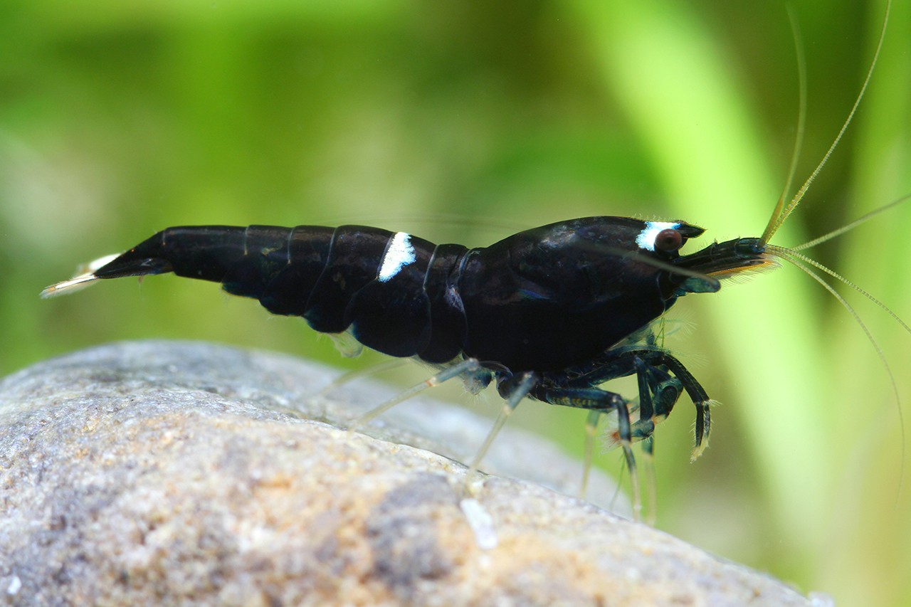 Caridina sp "Black Shadow Single Lined"