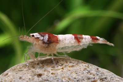 Caridina venusta Atyidae