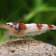 picture of Caridina venusta