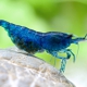 picture of Neocaridina davidi ”Blue Fire”