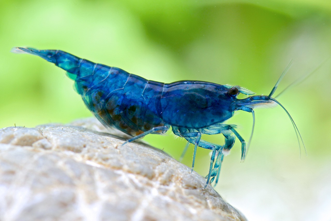 Neocaridina davidi ”Blue Fire”