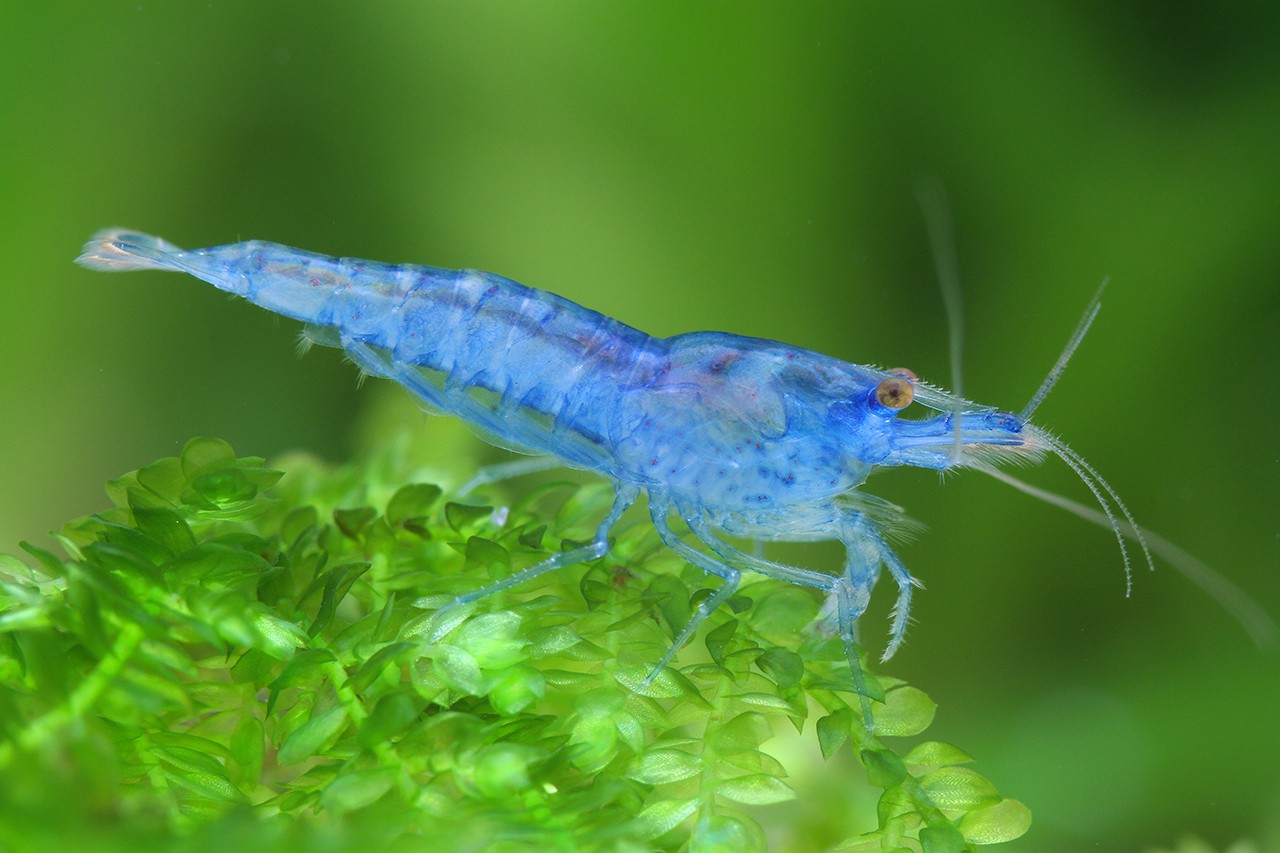 Neocaridina davidi ”Blue Jelly”