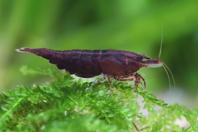 Neocaridina davidi ”Brown” Atyidae