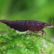 picture of Neocaridina davidi ”Brown”