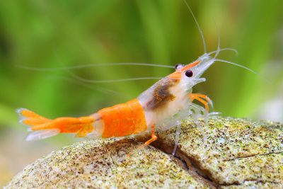 Neocaridina davidi ”Orange Rili” Atyidae