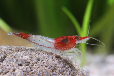 Neocaridina davidi ”Red Rili” Atyidae