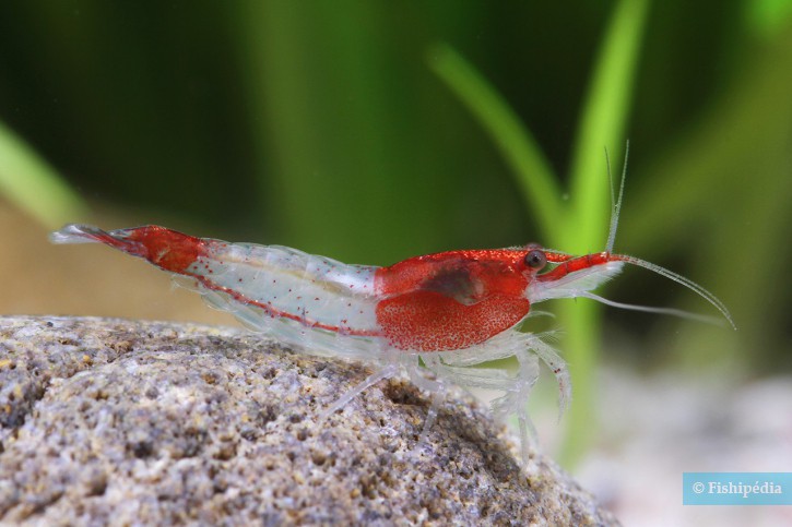 Neocaridina davidi ”Red Rili”