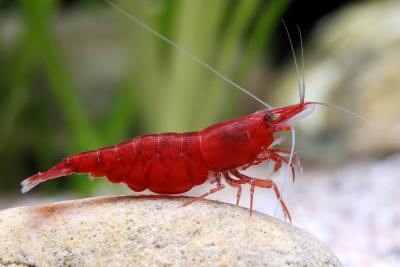 Neocaridina davidi ”Red Cherry” Atyidae