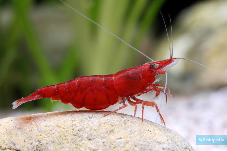 Neocaridina davidi Sakura