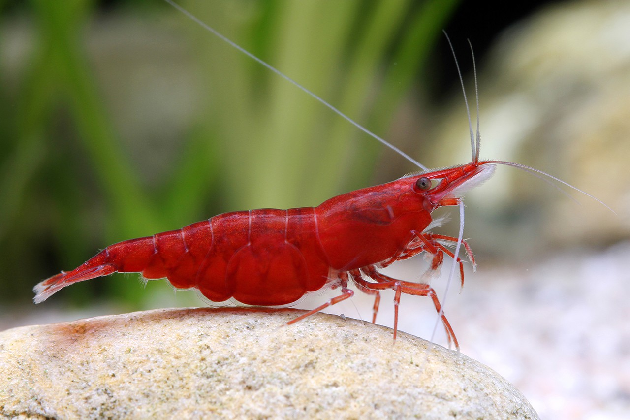 Neocaridina davidi ”Red Cherry”