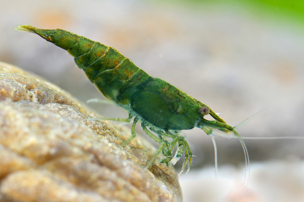 Neocaridina davidi ”Green Jade”