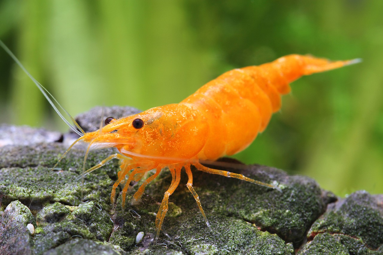 Neocaridina davidi ”Orange”