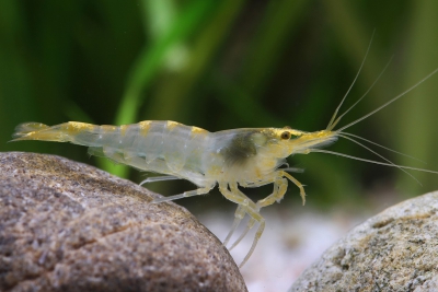 Neocaridina davidi ”Yellow Rili” Atyidae