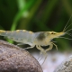 picture of Neocaridina davidi ”Yellow Rili”