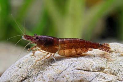 Neocaridina davidi ”Chocolate” Atyidae