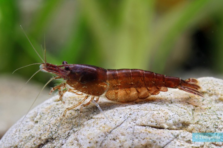 Neocaridina davidi ”Chocolate”