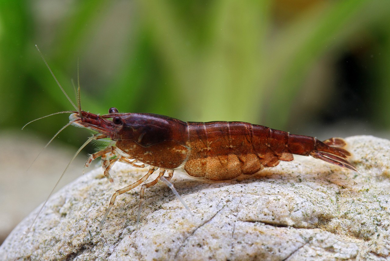 Neocaridina davidi ”Chocolate”