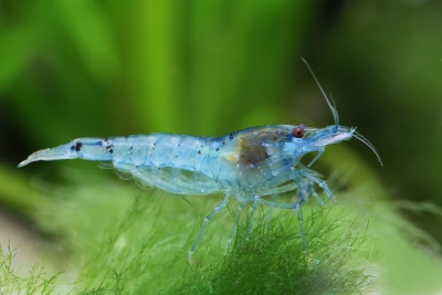Neocaridina palmata ”Blue Pearl” Atyidae